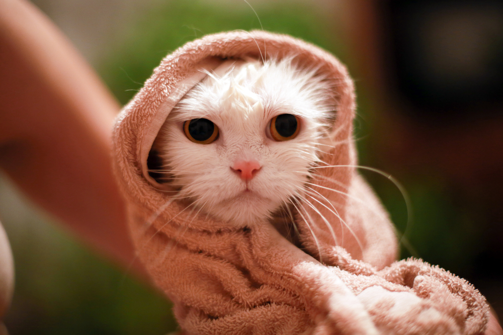 Gatos 5 dicas para o melhor banho e tosa Veterinária