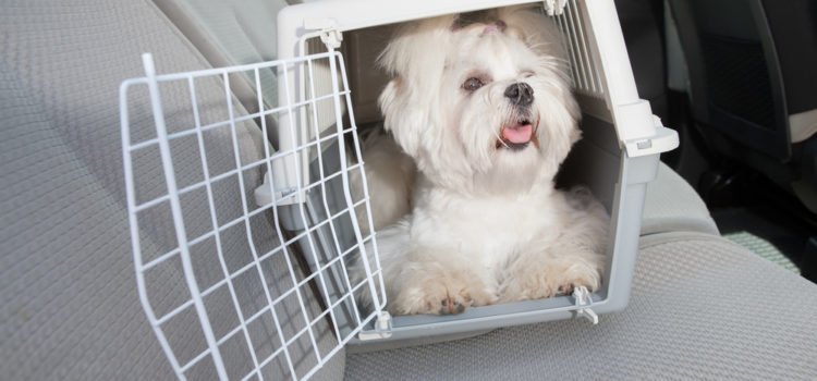 5 erros ao escolher a caixa de transporte para cães