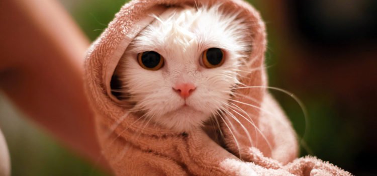 Gatos: 5 dicas para o melhor banho e tosa