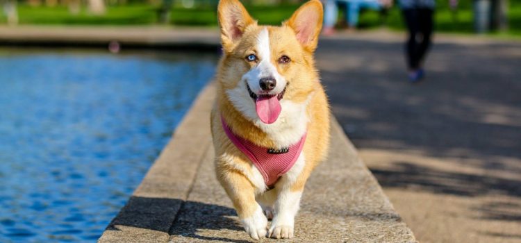 Meios de recreação para mascotes