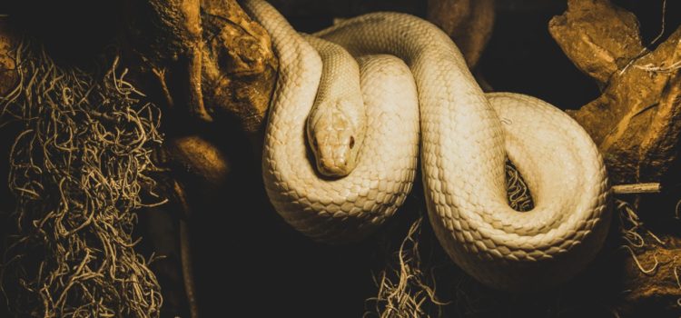 Curiosidades sobre as principais espécies de cobras de estimação