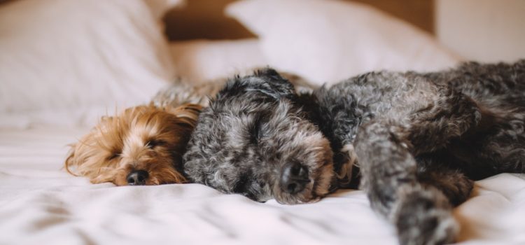 Os hotéis dos sonhos para o seu cachorro