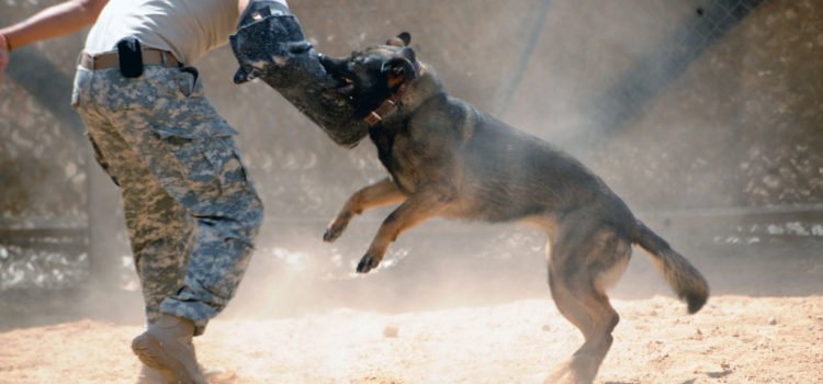 O adestramento de cães bravos e o treinamento de cães de guarda