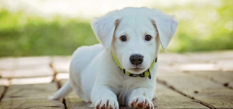 Creche também se tornou lugar para cachorro! Você sabia?