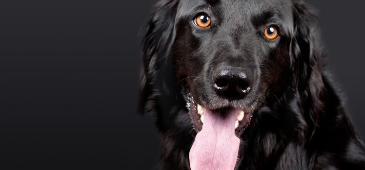 Já sabe quais são todos os benefícios de um cão farejador?