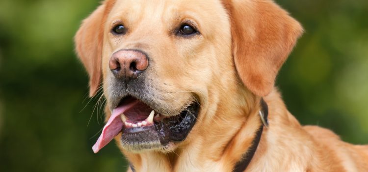 Adestrar é um ato de amor! Escolhendo o adestrador para o seu cachorro