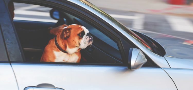 Dicas para transportar cães e gatos