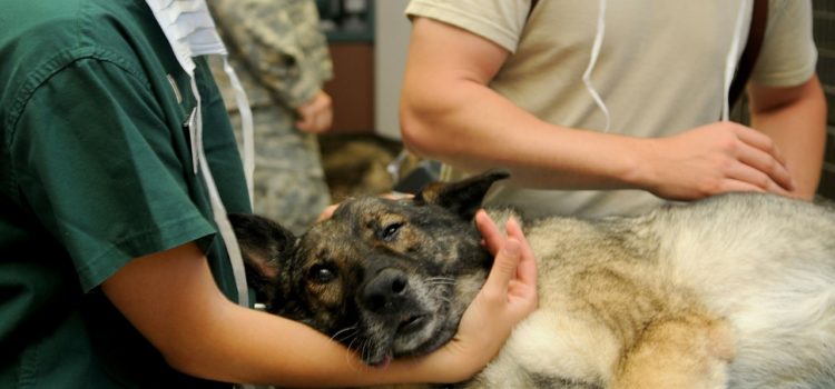 Você já pensou em cursar dermatologia veterinária?