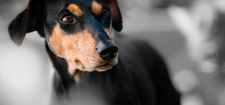 Seu cachorro é o centro das atenções? Saiba mais sobre o melhor do mundo pet!