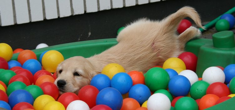 Saiba onde deixar o seu cachorro quando for viajar