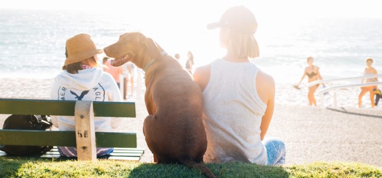 5 maneiras para transportar seu cachorro