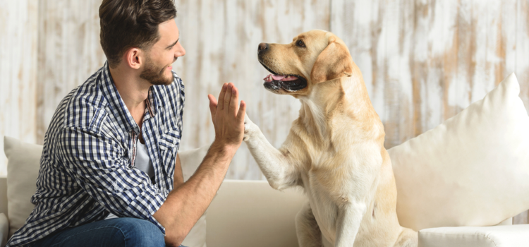 Conheça as atividades ideais para o seu cachorro