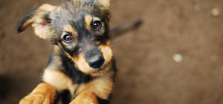 Você já conhece os cachorródromos?