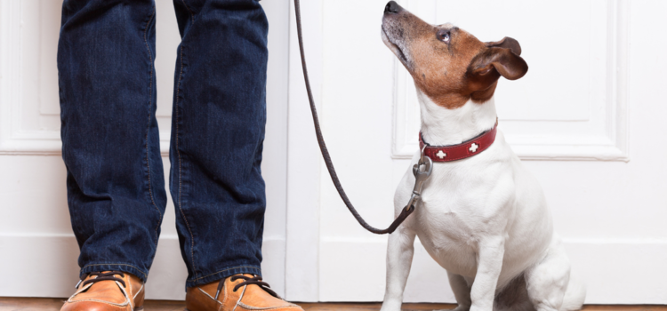 Você já ouviu falar de dog walker?