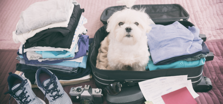 Deixar ou levar o seu pet nas férias?