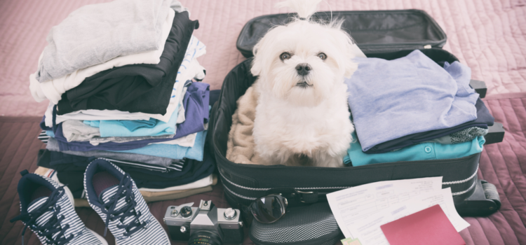 Hotel para cachorro: o que avaliar antes de hospedar o seu pet