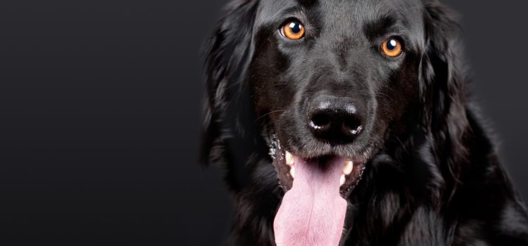 Conheça o chip para o seu pet