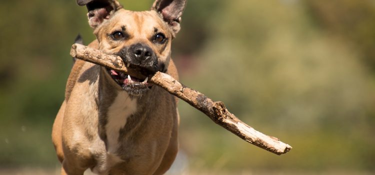 Benefícios de ter um vira-lata