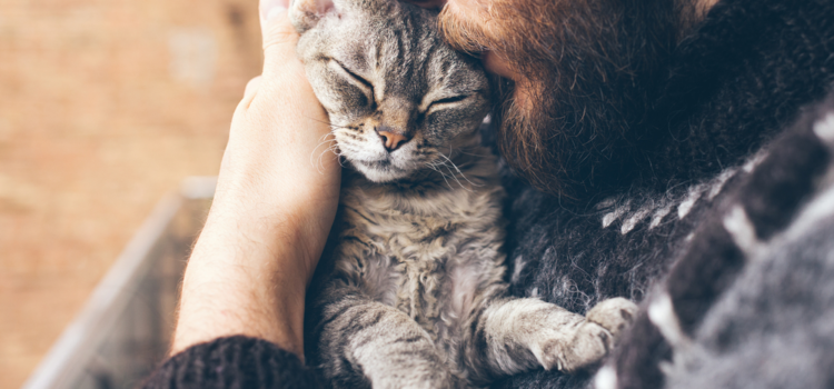 Conheça os serviços necessários para o seu gato