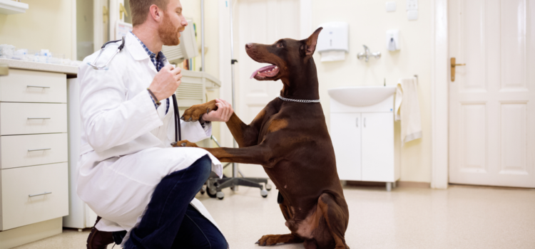 Principais atividades de uma clínica veterinária