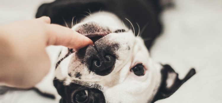 Cuidar dos animais é uma tarefa importante e responsável