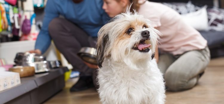 A necessidade de um pet shop nos cuidados do animal