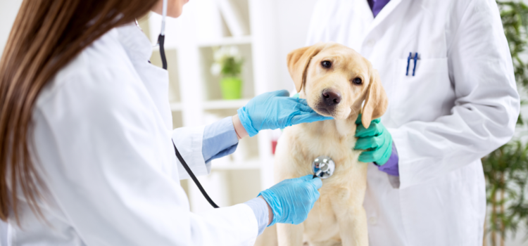 Pets: A importância da clínica veterinária