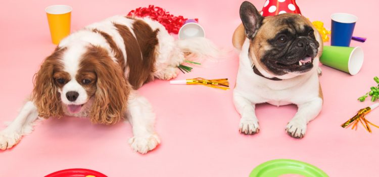 Quais itens não podem faltar em um pet shop?