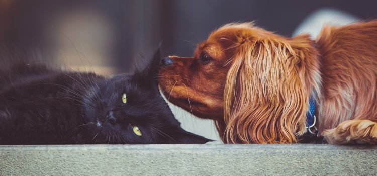 A importância de cuidar bem do seu pet