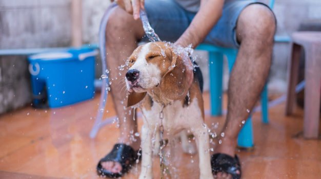 10 dicas de segurança para um banho e tosa mais eficiente