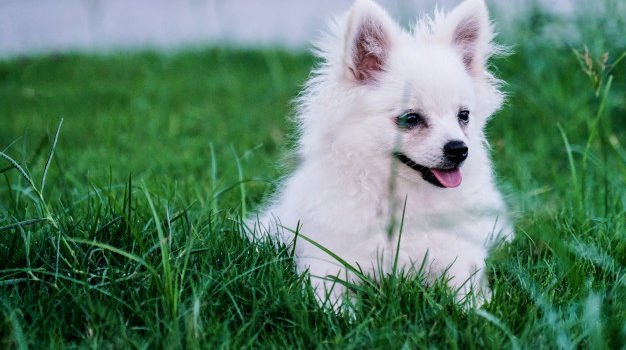 Como aliviar o calor do cachorro?