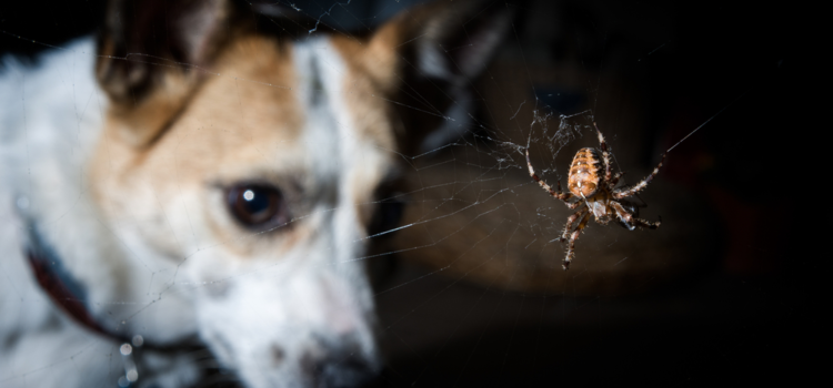 Prevenção de acidentes com animais peçonhentos