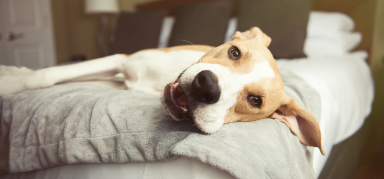 Serviços para a qualidade de vida do seu pet