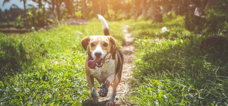 Como as pulgas e carrapatos atrapalham a vida do seu Pet