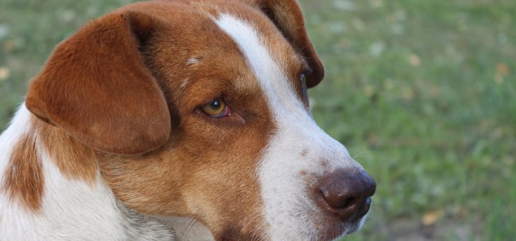 Tratamento para problemas de saúde em cachorros