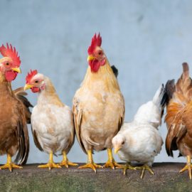 Saiba como ter uma criação de galinhas