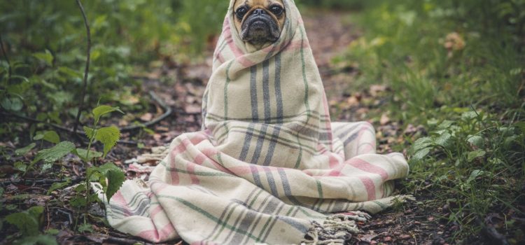 Os cuidados para aumentar a vida do seu cão