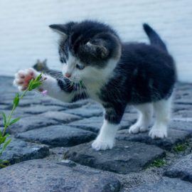 Cuidados para garantir a saúde do seu gato