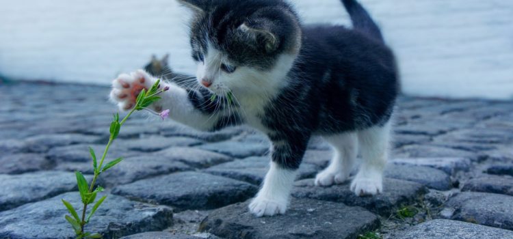 Cuidados para garantir a saúde do seu gato