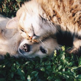 Animais bem-cuidados transmitem amor