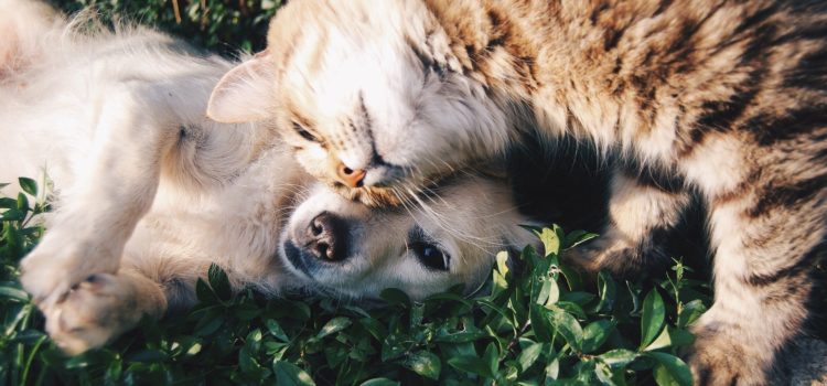 Animais bem-cuidados transmitem amor