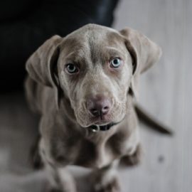 Especialidades veterinárias voltadas ao pet