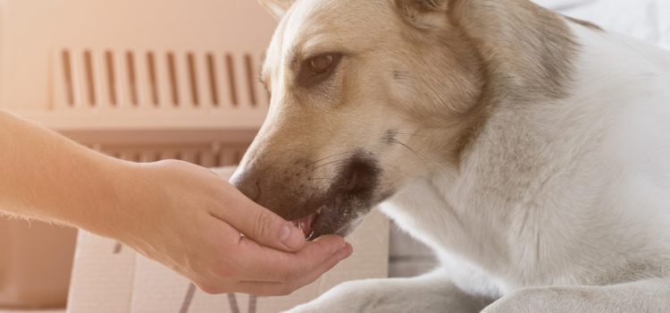 Hotel para pets: onde deixar o pet na hora de viajar?