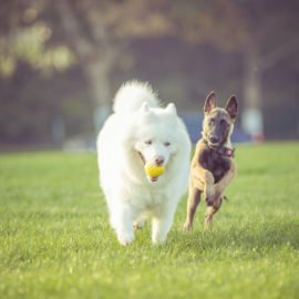 Creche para cães: o que é preciso saber?