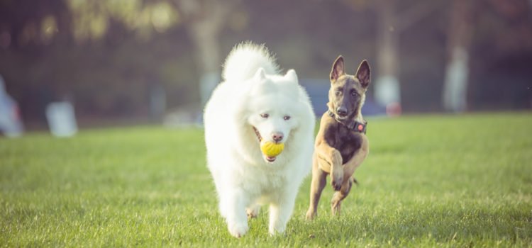 Creche para cães: o que é preciso saber?