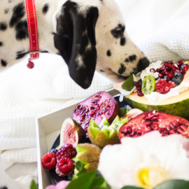 Frutas que fazem bem ao organismo dos cães