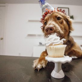 Animais domésticos recebem festas