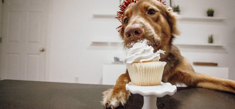 Animais domésticos recebem festas