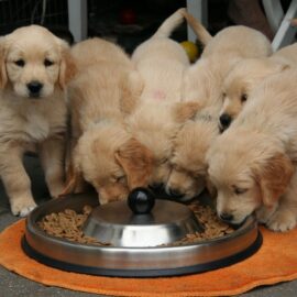 Quais os melhores alimentos para cães?