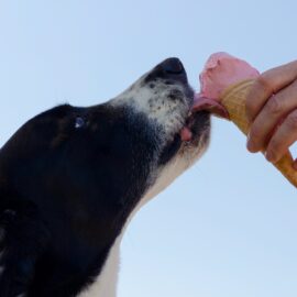 5 alimentos que cães não podem comer